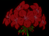 Red geraniums.